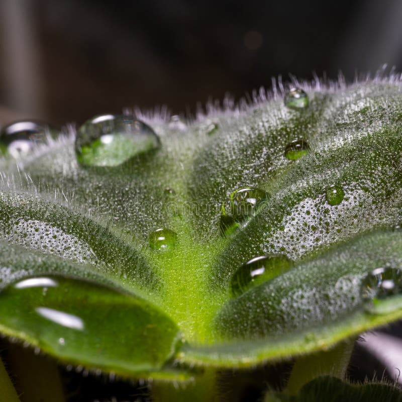 Green Leaf of a Plant with Tiny Hairs and Drops of Water, Macro Stock
