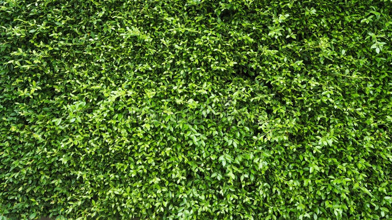 Green leaf plant wall