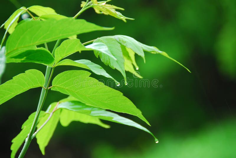 Green leaf rain