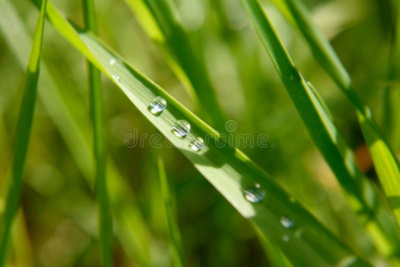 Green leaf with rain droplets