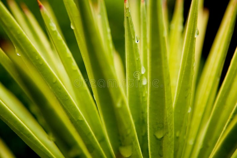 Green leaf with rain droplets