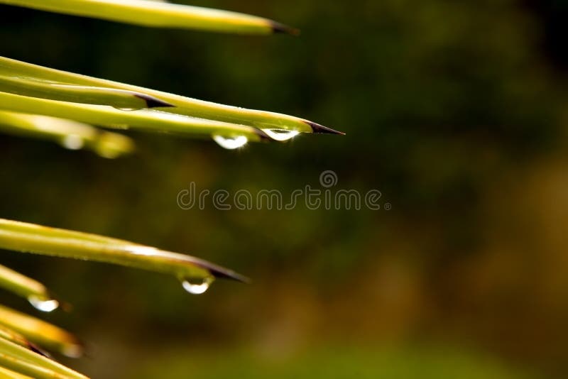 Green leaf with rain droplets