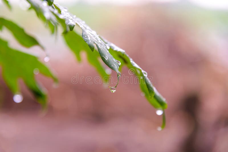 Green leaf with rain drops