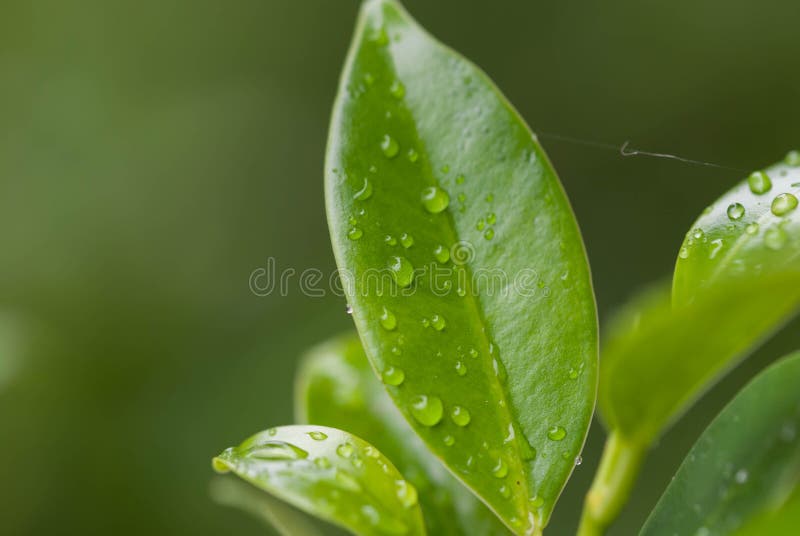 Green leaf rain