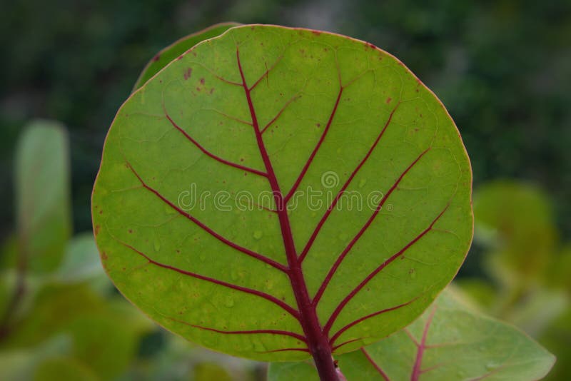 Green Leaf with Red Stem, Plant Leaf Stock Image Image of growth