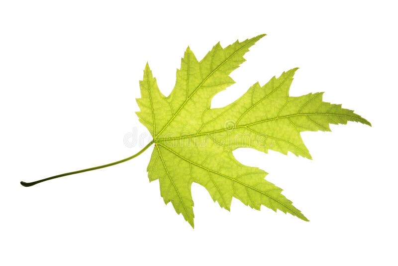 Green leaf of silver maple isolated on white background stock images Green leaf of silver maple isolated on white background stock images