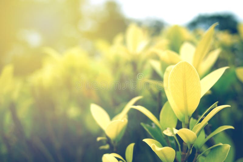 342,709 Greenery Background Stock Photos - Free & Royalty-Free Stock Photos  from Dreamstime