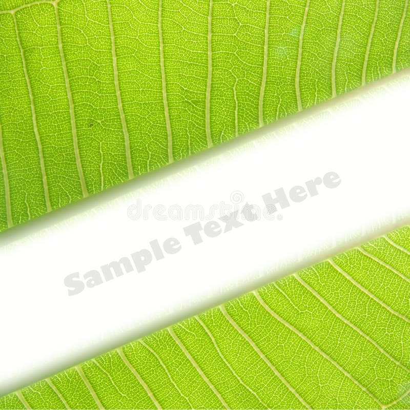 Green Leaf with space