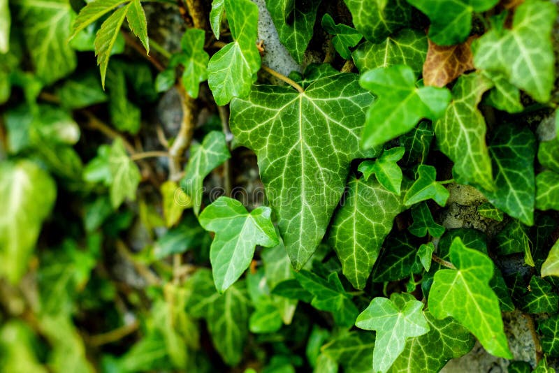 Green Leaf Stick at the Wall Stock Photo - Image of leave, grunge: 94531974
