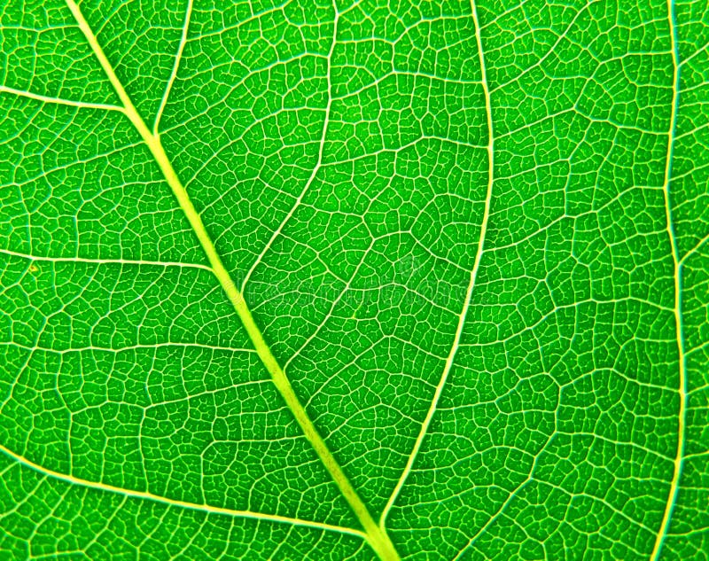 Green leaf surface