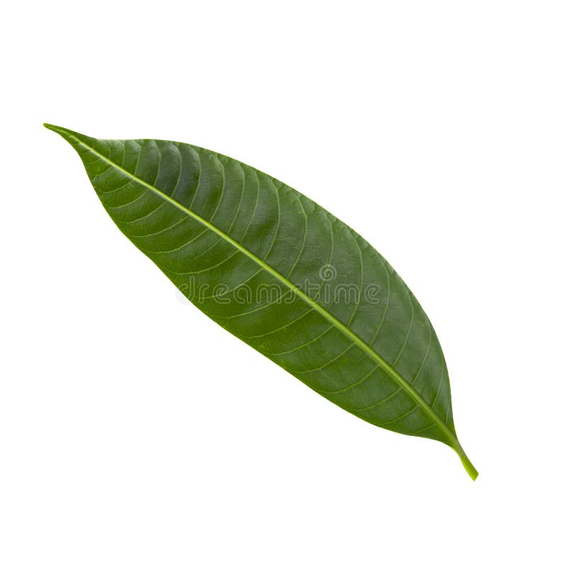 Green leaf of Sweet Marian plum isolated on white background stock images