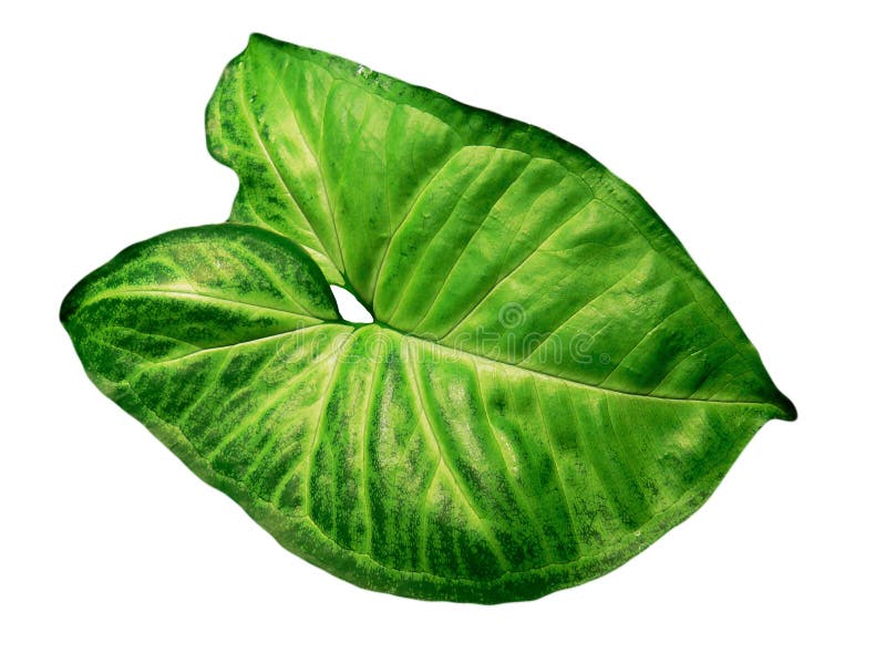 Green leaf Syngonium isolated