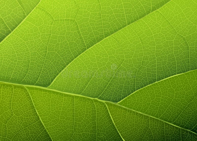 Green Leaf Stock Illustrations – 2,015,019 Green Leaf Stock Illustrations,  Vectors & Clipart - Dreamstime