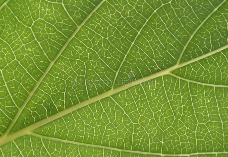 Green leaf texture