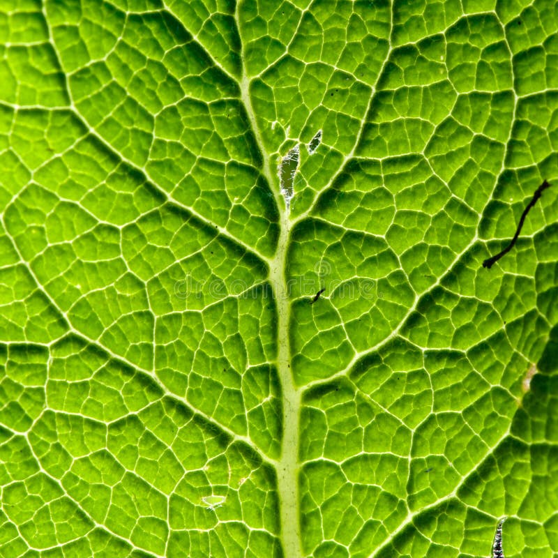 Green leaf texture