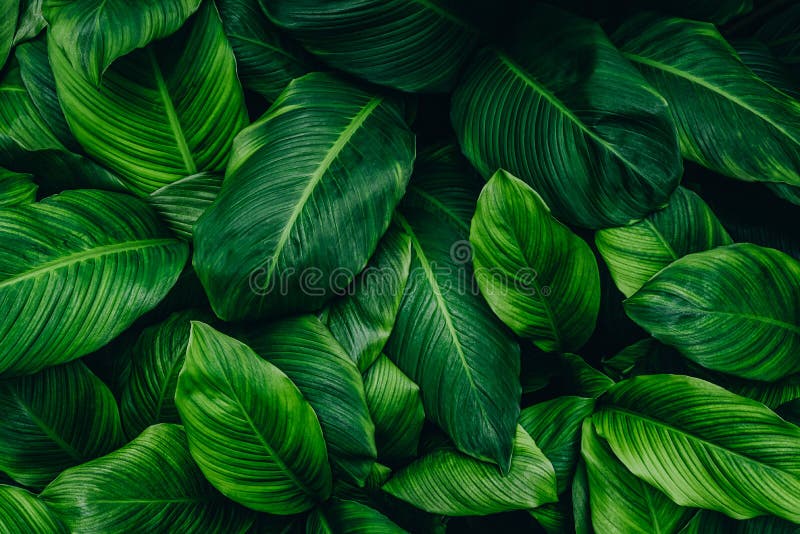 Green Leaf Texture, Nature Background Stock Photo - Image of green ...