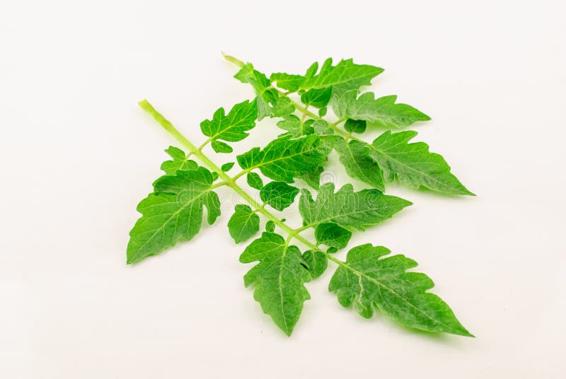 A green leaf of tomato stock photo. Image of green, nature 53468000
