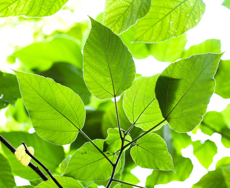 Green leaf on a tree stock image. Image of tree, fresh 41241621