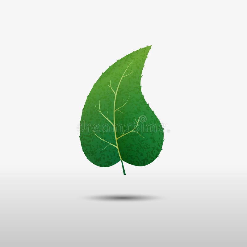 Single Green Leaf Images – Browse 674,092 Stock Photos, Vectors, and Video