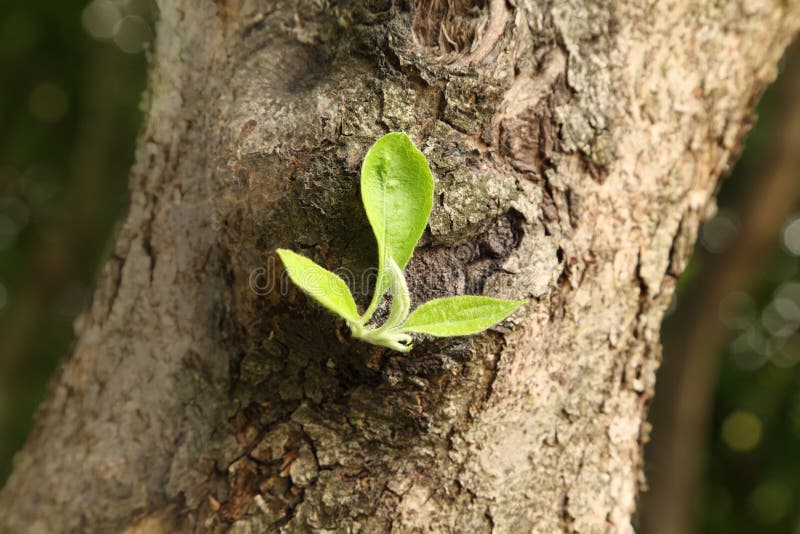 Green leaf on trunk of large tree