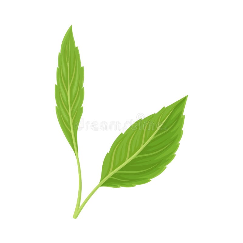 Green Leaf Stock Illustrations – 2,015,019 Green Leaf Stock Illustrations,  Vectors & Clipart - Dreamstime