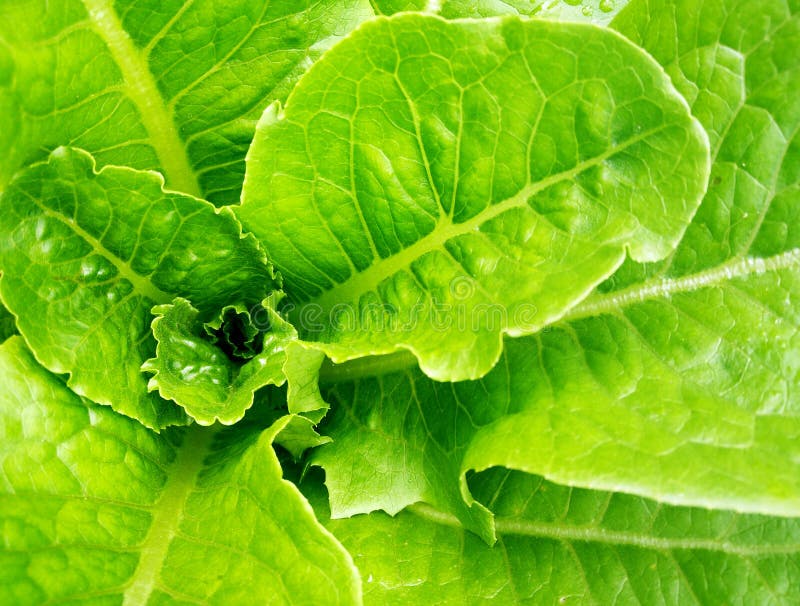 Green Leaf Vegetables Stock Image Image Of Leafy Leaf 56352053