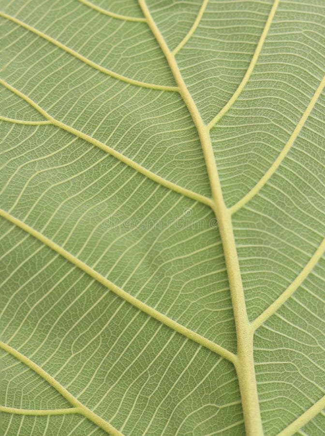 Green Leaf Vein