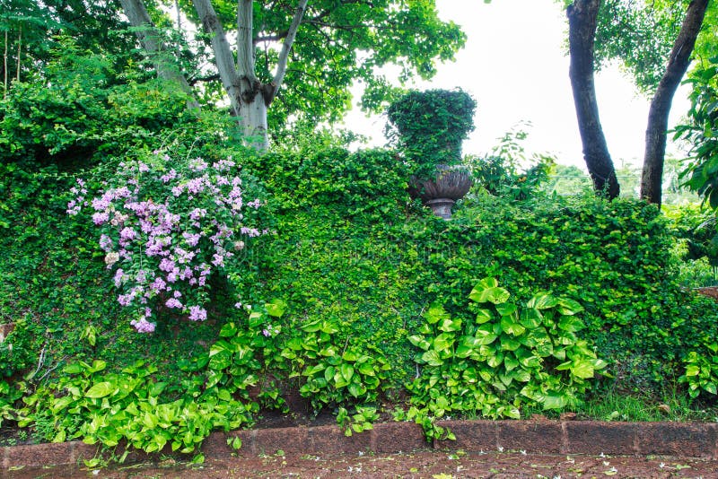 Green leaf wall background stock image. Image of green 60662279