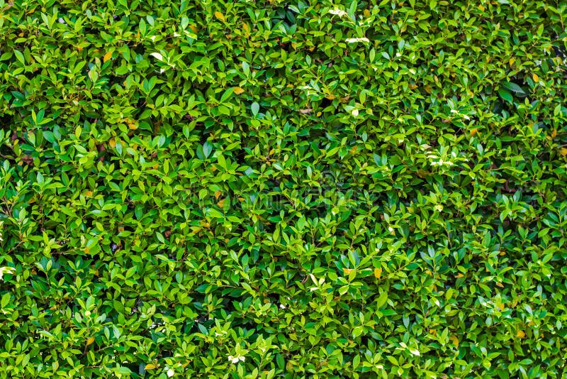 Green Leaf Background/Green Leaves Wall Texture of the Tropical Forest