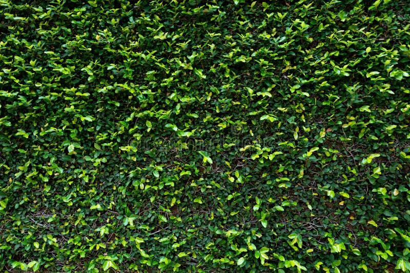 Green Leaf Wall Texture Background. Vine on the Wall Stock Photo