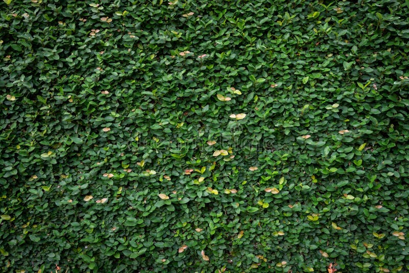 Green Leaf Wall Texture Background. Vine on the Wall Stock Image