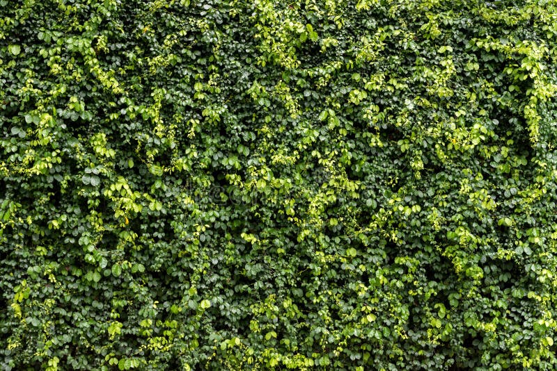 Green Leaf Wall Texture Background. Vine on the Wall Stock Image