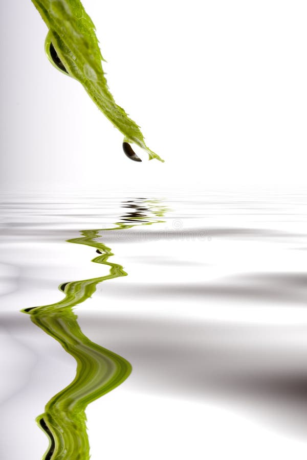 Green leaf with water drop