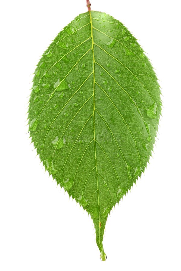 Fresh green leaf isolated stock photo. Image of decoration 41098390