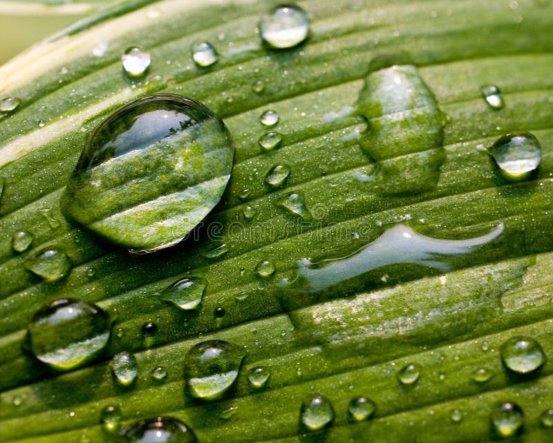 Green Leaf with Water Droplets