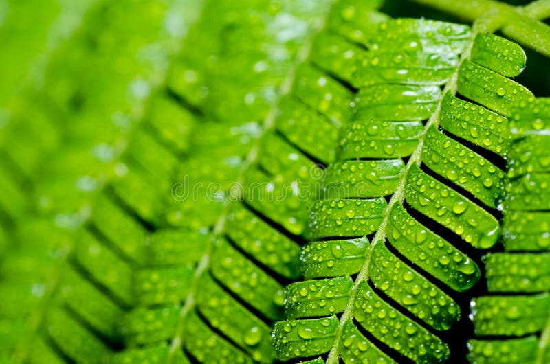 Green leaf and water drops