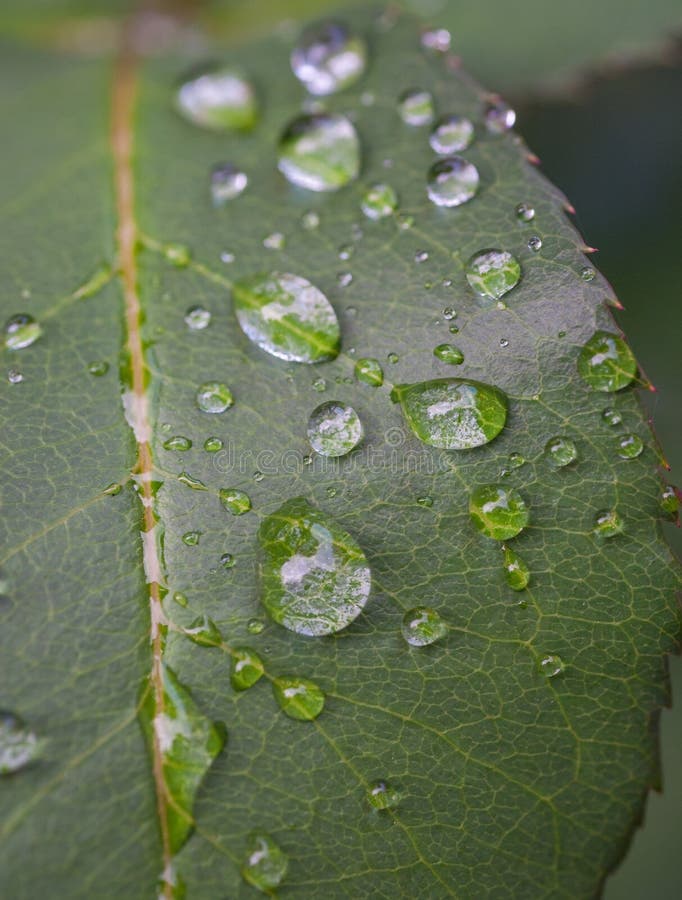 Green leaf with water drops