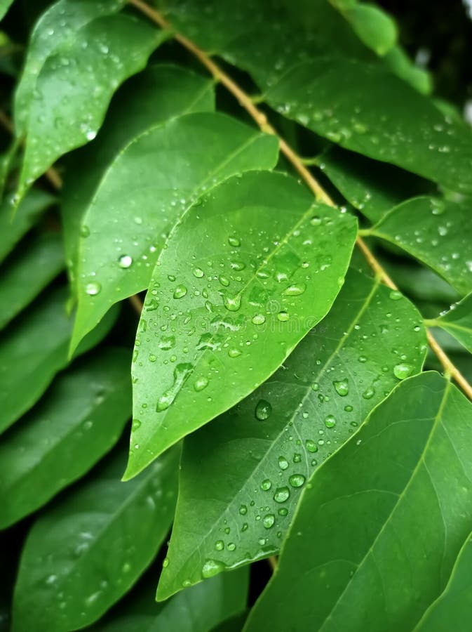 Green Leaf with Water Drops Stock Photo Image of shrub, water 219494756