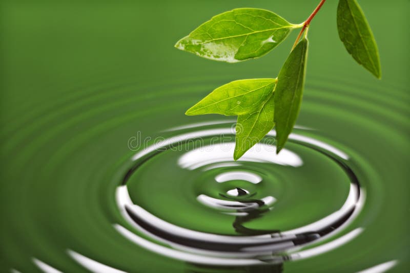Green leaf with water ripple