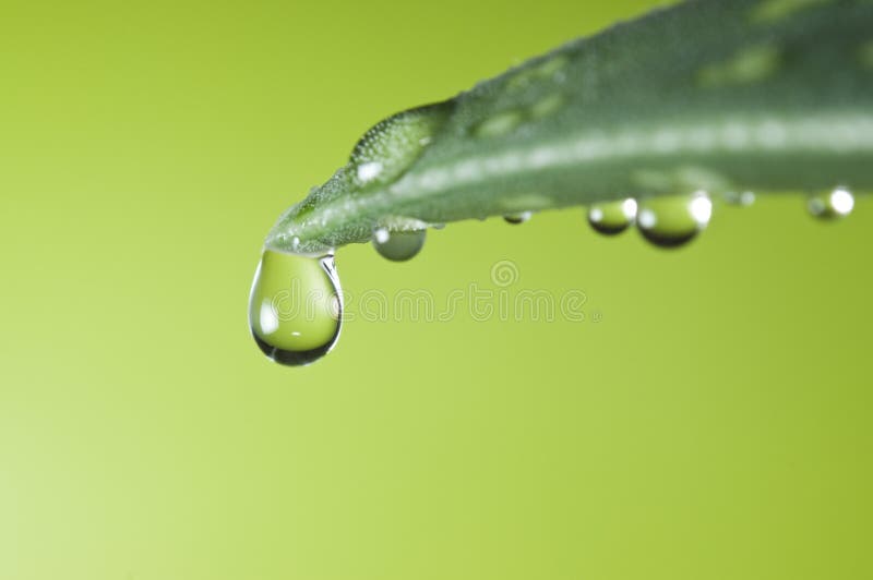 Green leaf with waterdrops