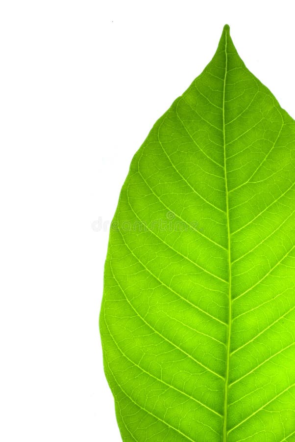6,573,152 Green Leaf Stock Photos Free & RoyaltyFree Stock Photos