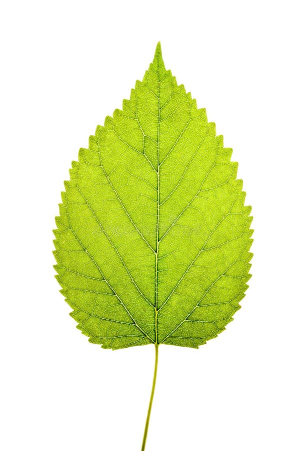 6,519,349 Green Leaf Stock Photos Free & RoyaltyFree Stock Photos