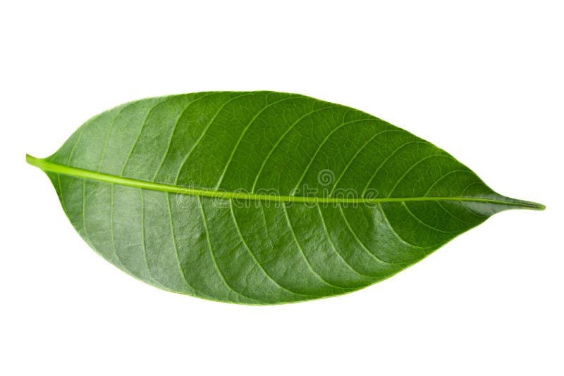 Green Leaf on a white Background royalty free stock photos
