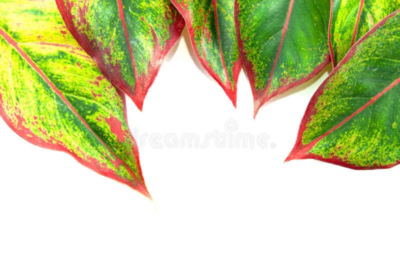 Green Leaf on White Background Stock Photo Image of tree, isolate