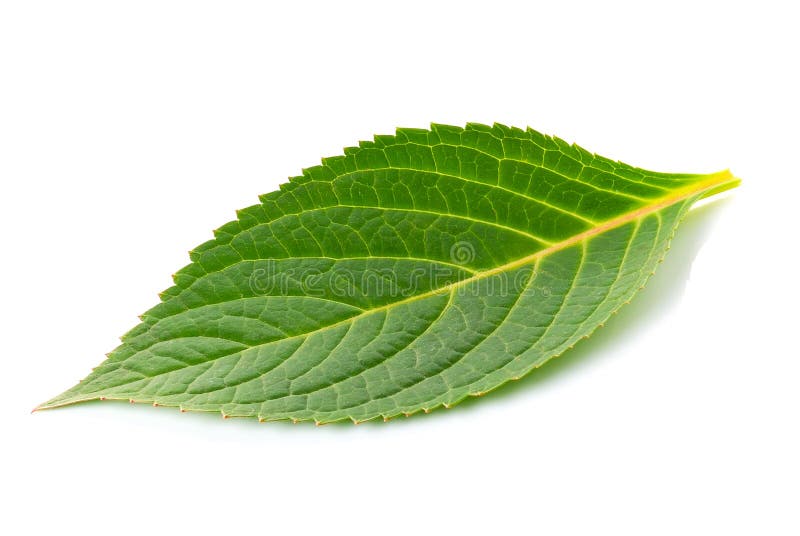 Green Leaf on White Background Stock Photo - Image of organic, fresh