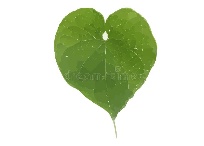 Green Leaf on a White Background Stock Illustration Illustration of