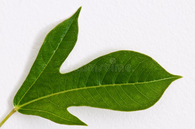 Green leaf on white wall