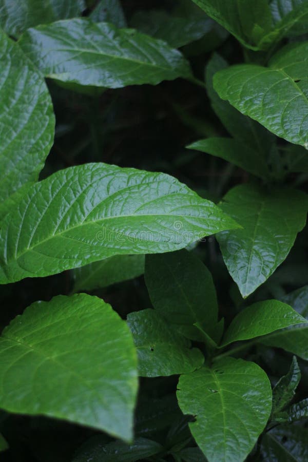 Green leaf wild royalty free stock photography