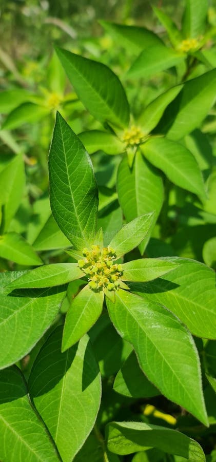 Green leaf wild garden royalty free stock photos