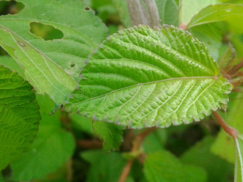 Green leaf wild plant in backyard house stock photos